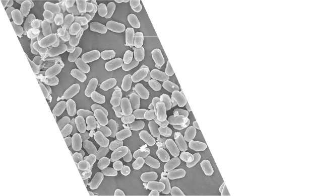 S903納豆菌