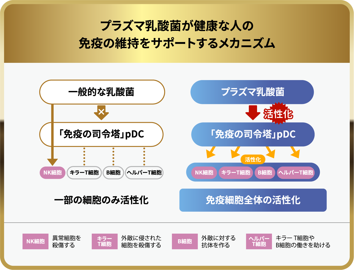 プラズマ乳酸菌が健康な人の免疫の維持をサポートするメカニズム